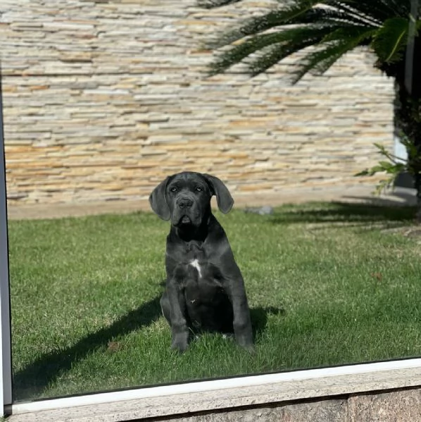 Cuccioli di Cane Corso - Disponibili ora | Foto 5