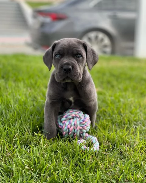 Cuccioli di Cane Corso - Disponibili ora | Foto 4