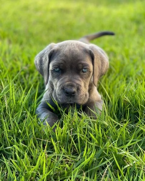 Cuccioli di Cane Corso - Disponibili ora | Foto 3