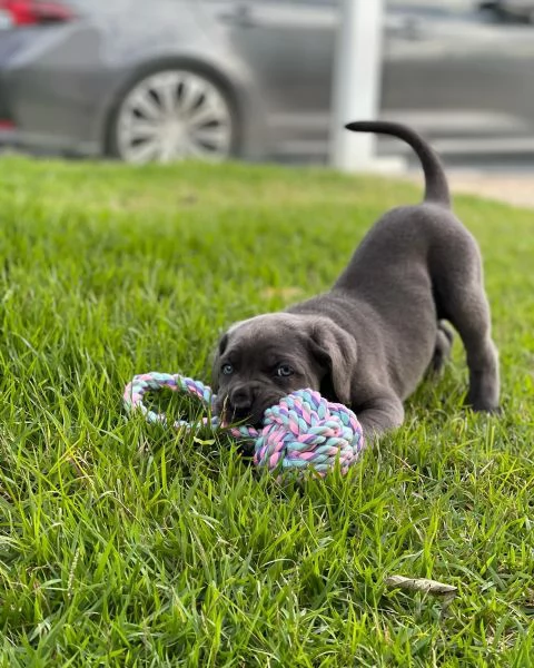 Cuccioli di Cane Corso - Disponibili ora | Foto 2