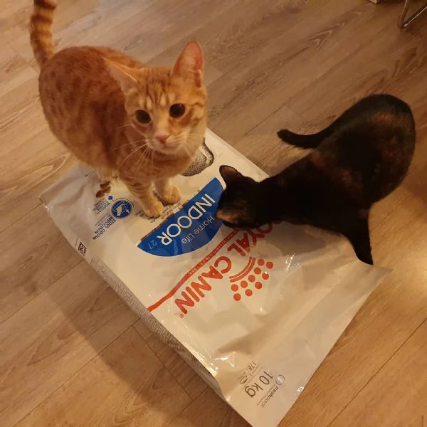 Cuccioli di Cane Corso - Disponibili ora | Foto 0