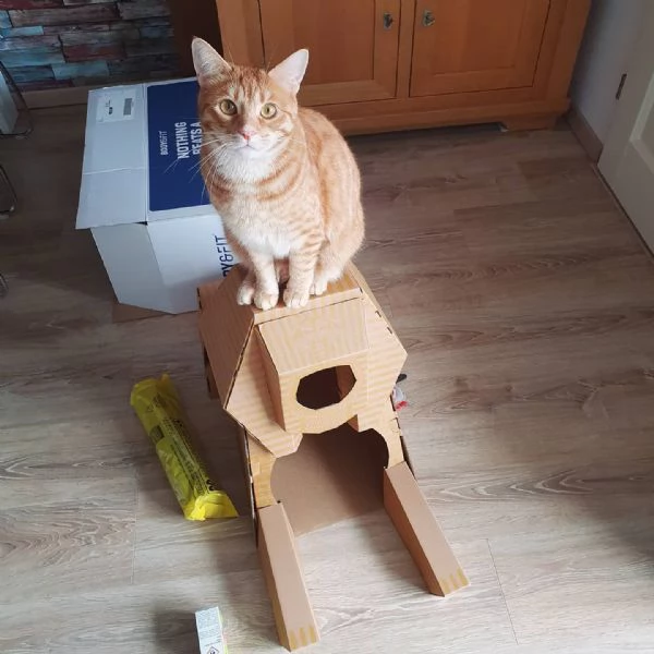 Gatto europeo a pelo corto disponibile per l'adozione | Foto 2