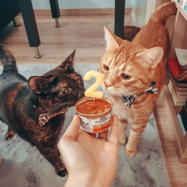 Gatto europeo a pelo corto disponibile per l'adozione | Foto 1