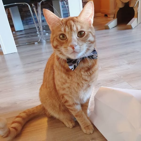 Gatto europeo a pelo corto disponibile per l'adozione | Foto 0