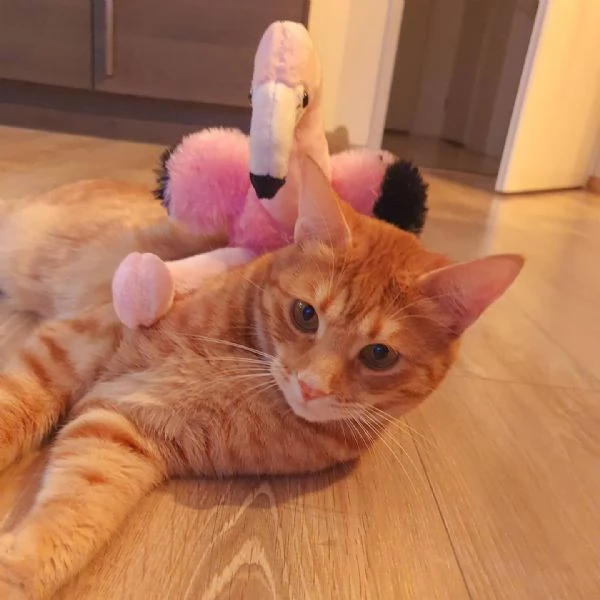 Gatto europeo a pelo corto disponibile per l'adozione