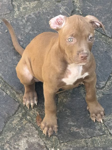 Bellissimi cuccioli di American Pitbull Terrier