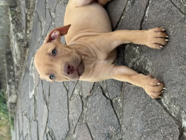 Bellissimi cuccioli di American Pitbull Terrier | Foto 6