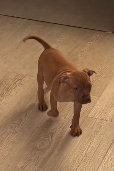 Bellissimi cuccioli di American Pitbull Terrier | Foto 5