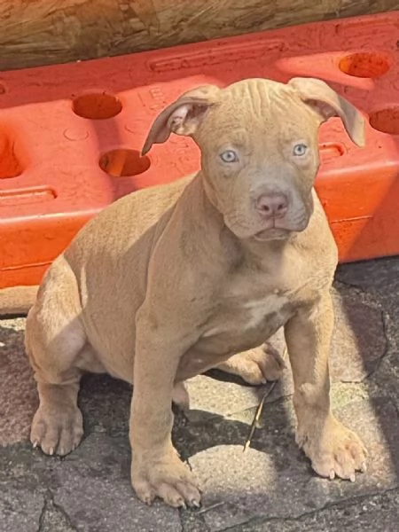 Bellissimi cuccioli di American Pitbull Terrier | Foto 4