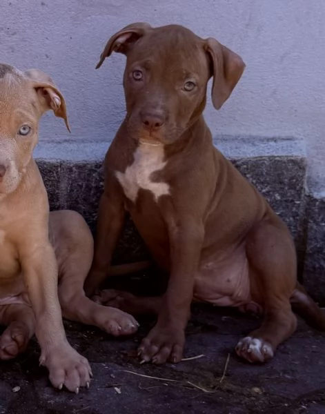 Bellissimi cuccioli di American Pitbull Terrier | Foto 3