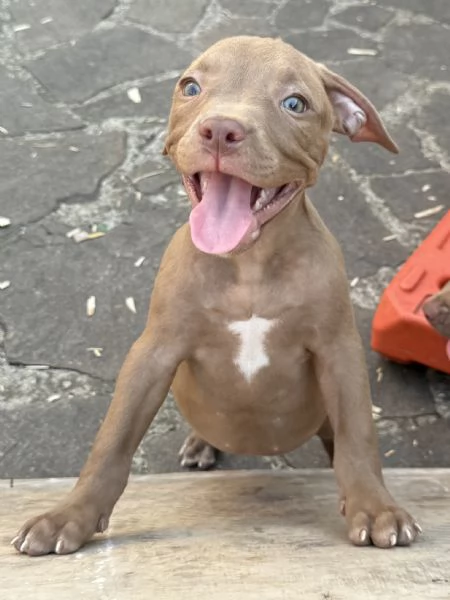 Bellissimi cuccioli di American Pitbull Terrier | Foto 2