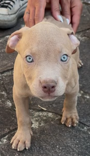 Bellissimi cuccioli di American Pitbull Terrier | Foto 1