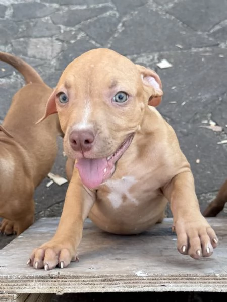Bellissimi cuccioli di American Pitbull Terrier | Foto 0