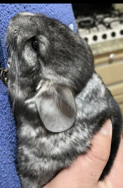 Regalo cincilla  | Foto 0