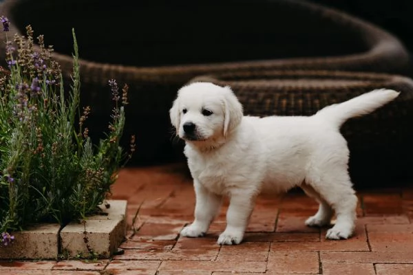 Cuccioli di golden retriever Bianchi