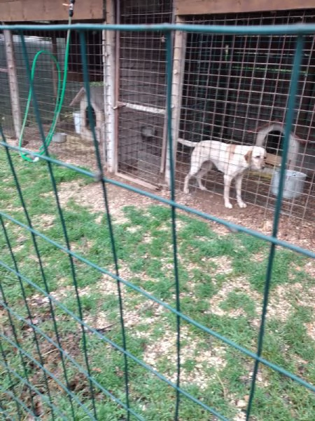 CANE DA TARTUFO | Foto 0