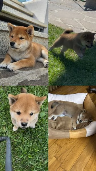 Cucciola Shiba Inu cerca famiglia 