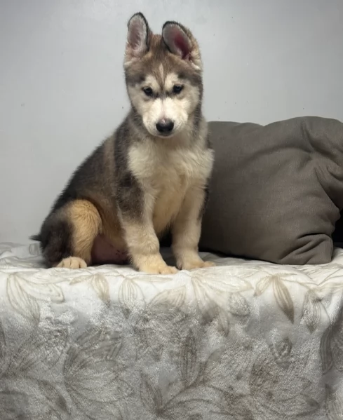 REGALO HUSKY per ladozione | Foto 2