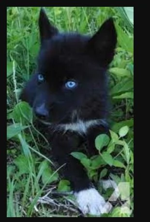 REGALO HUSKY per ladozione