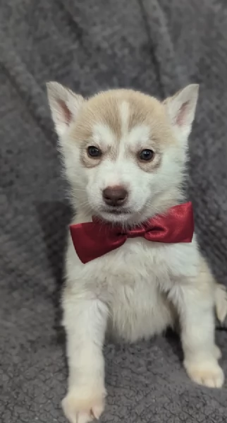 REGALO HUSKY per ladozione | Foto 4