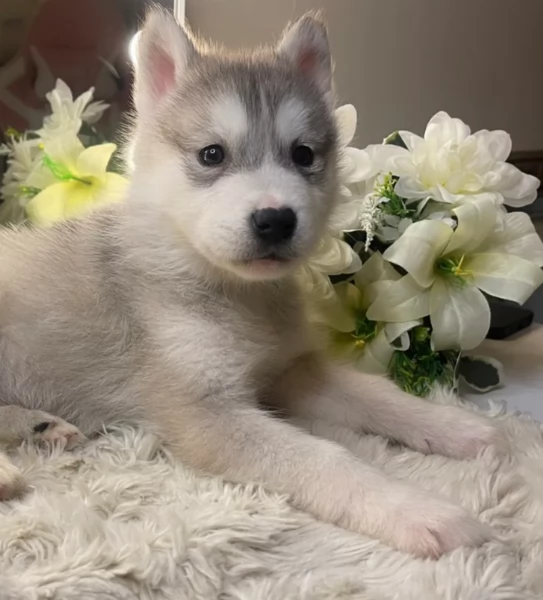 REGALO HUSKY per ladozione | Foto 2