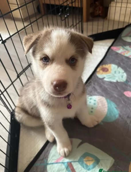 REGALO HUSKY per ladozione | Foto 0