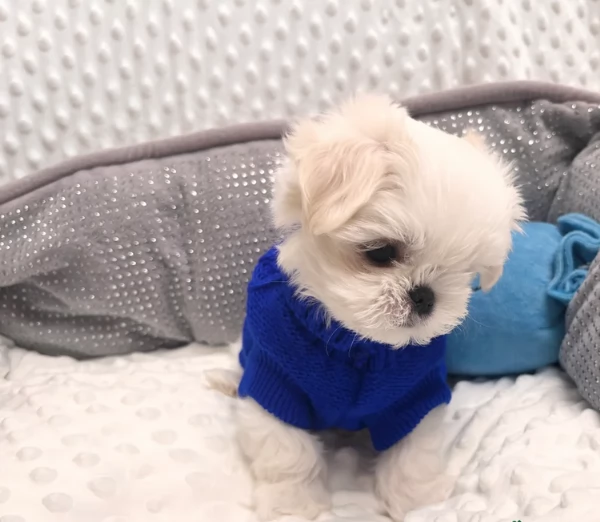 Bellissimi, piccoli, adorabili cuccioli maltesi pronti per l'adozione | Foto 5