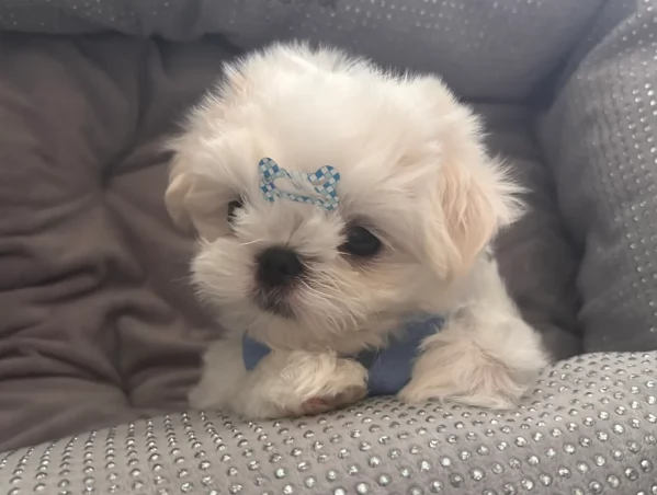 Bellissimi piccoli adorabili cuccioli maltesi pronti per ladozione | Foto 6