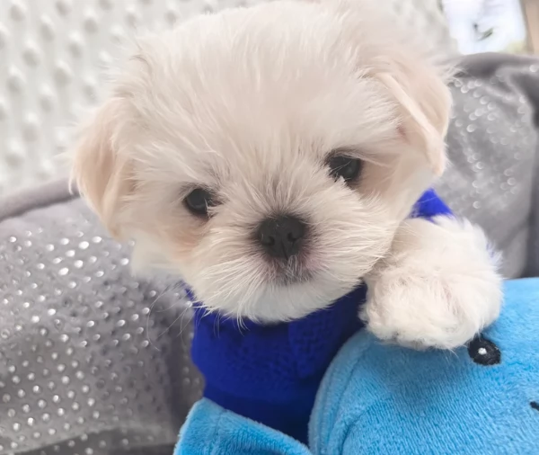 Bellissimi piccoli adorabili cuccioli maltesi pronti per ladozione | Foto 5