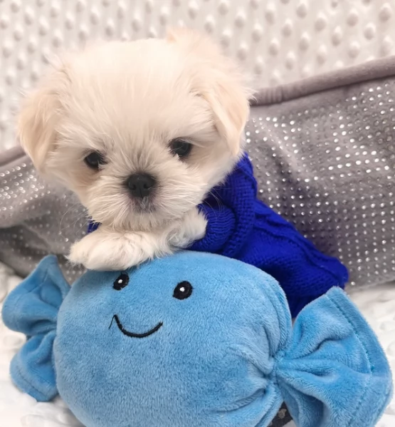 Bellissimi piccoli adorabili cuccioli maltesi pronti per ladozione | Foto 4