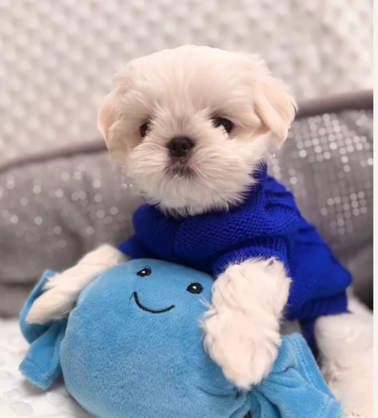 Bellissimi piccoli adorabili cuccioli maltesi pronti per ladozione | Foto 2