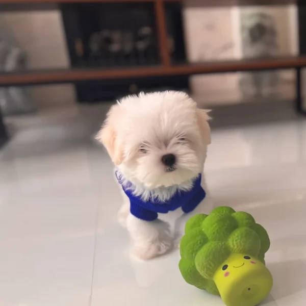 Bellissimi piccoli adorabili cuccioli maltesi pronti per ladozione