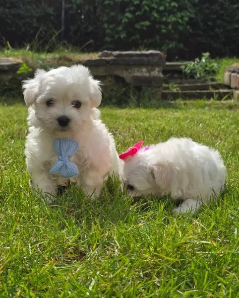 Bellissimi piccoli adorabili cuccioli maltesi pronti per ladozione | Foto 3