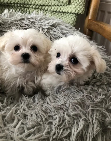 Bellissimi piccoli adorabili cuccioli maltesi pronti per ladozione