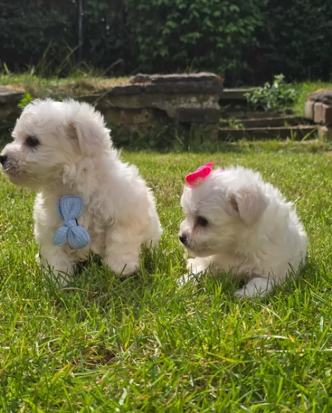 Bellissimi piccoli adorabili cuccioli maltesi pronti per ladozione | Foto 0
