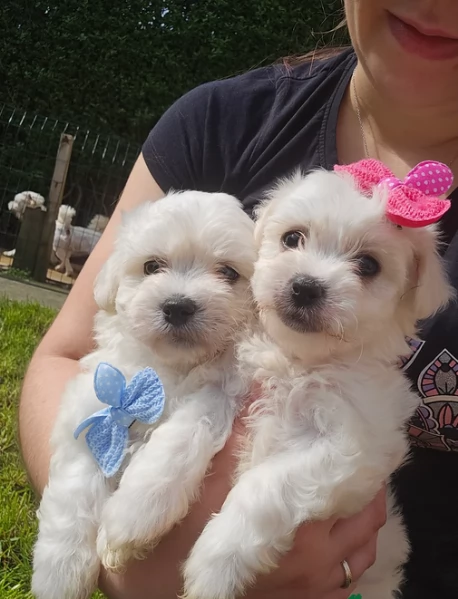 Bellissimi piccoli adorabili cuccioli maltesi pronti per ladozione | Foto 5