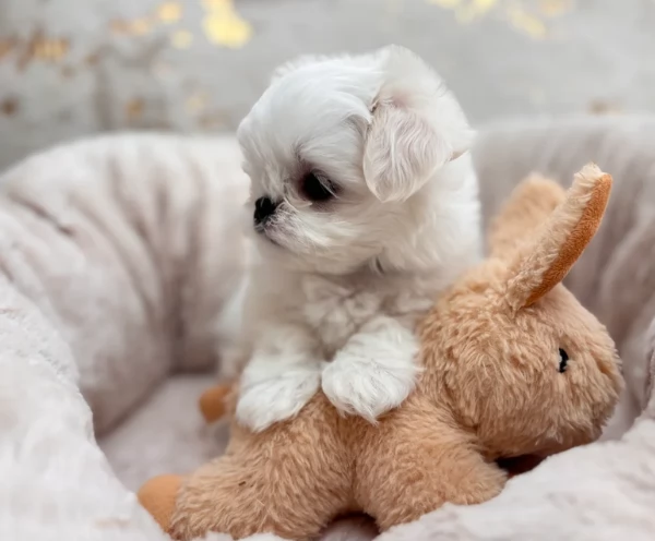 Bellissimi piccoli adorabili cuccioli maltesi pronti per ladozione | Foto 4