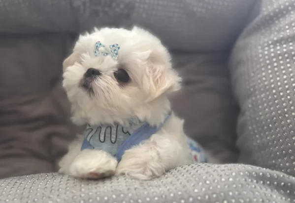 Bellissimi piccoli adorabili cuccioli maltesi pronti per ladozione