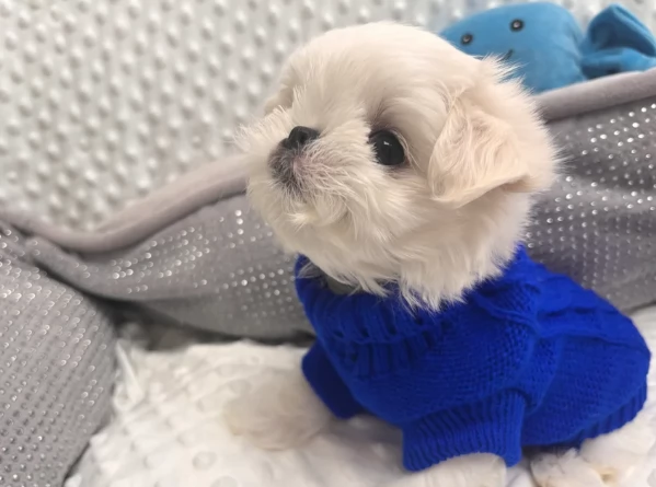 Bellissimi piccoli adorabili cuccioli maltesi pronti per ladozione | Foto 2