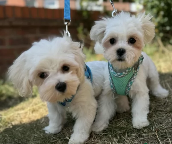 Bellissimi piccoli adorabili cuccioli maltesi pronti per ladozione | Foto 1