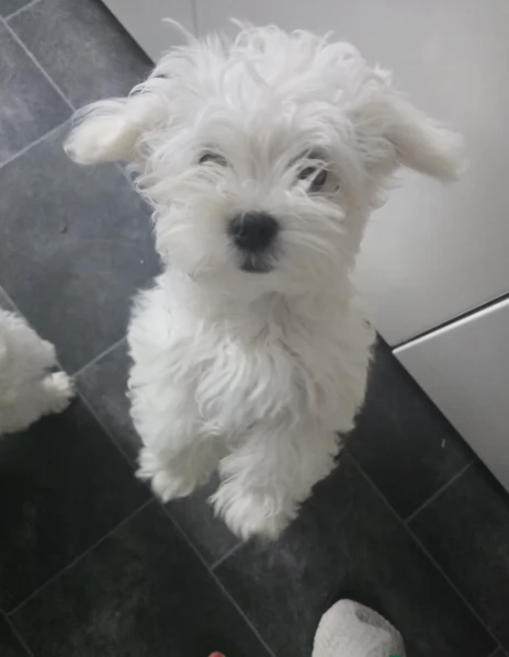 Bellissimi piccoli adorabili cuccioli maltesi pronti per ladozione | Foto 6