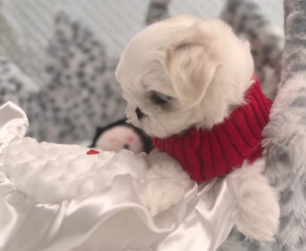 Bellissimi piccoli adorabili cuccioli maltesi pronti per ladozione | Foto 5