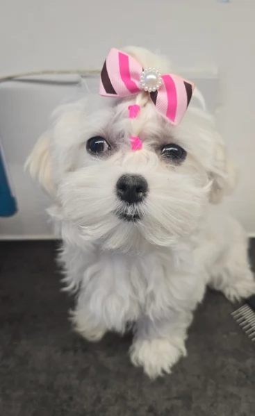 Bellissimi piccoli adorabili cuccioli maltesi pronti per ladozione | Foto 2