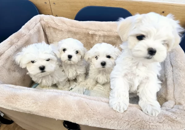 Bellissimi piccoli adorabili cuccioli maltesi pronti per ladozione | Foto 0