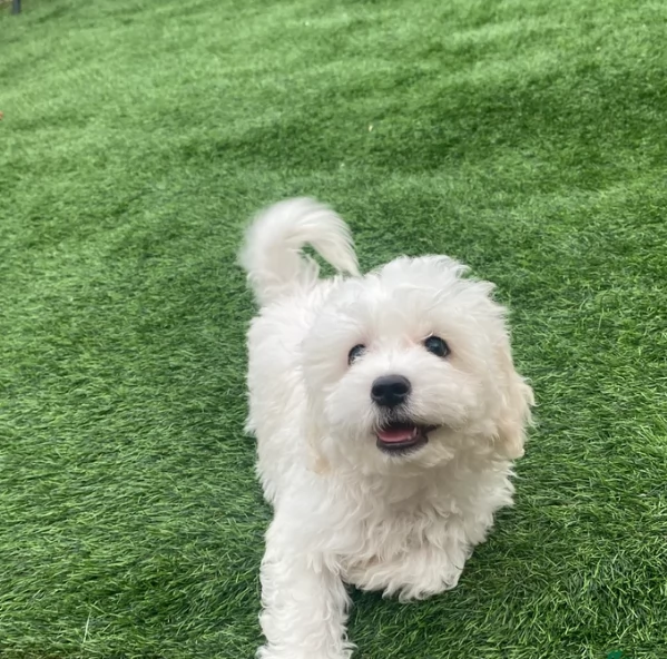 Bellissimi piccoli adorabili cuccioli maltesi pronti per ladozione | Foto 5