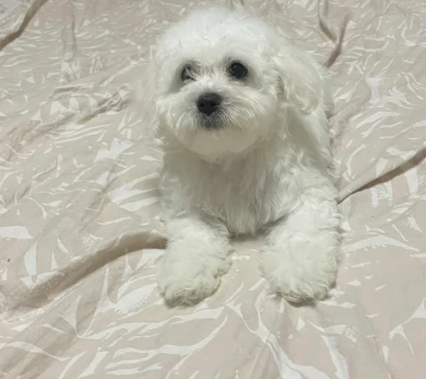 Bellissimi piccoli adorabili cuccioli maltesi pronti per ladozione | Foto 1