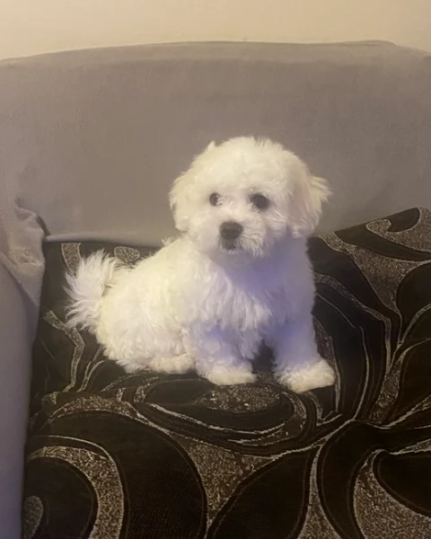 Bellissimi piccoli adorabili cuccioli maltesi pronti per ladozione | Foto 0