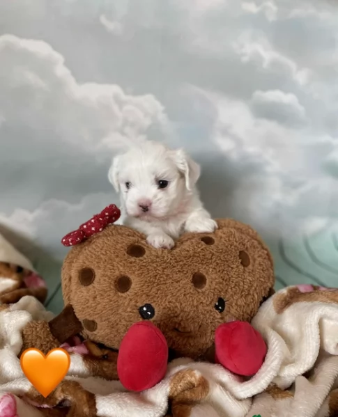 Bellissimi piccoli adorabili cuccioli maltesi pronti per ladozione | Foto 6