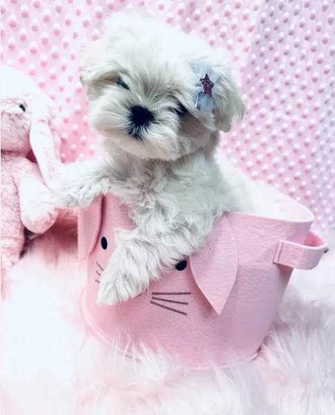 Bellissimi piccoli adorabili cuccioli maltesi pronti per ladozione | Foto 4