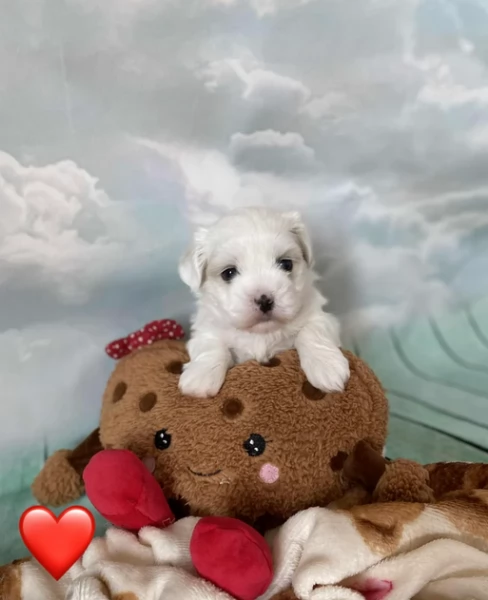 Bellissimi piccoli adorabili cuccioli maltesi pronti per ladozione | Foto 3